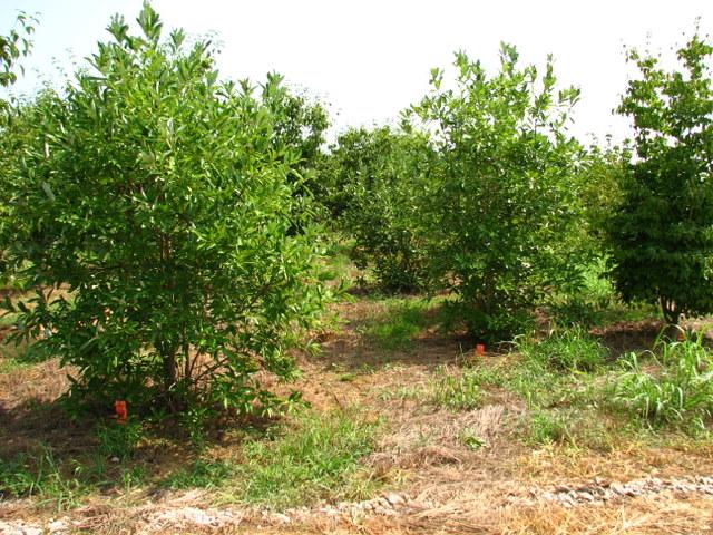 Magnolia virginiana