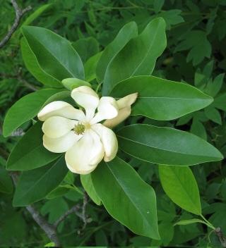 Magnolia virginiana 'Moonglow' — photo 1