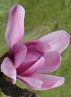 Magnolia 'Ann' — photo 1
