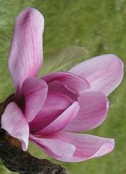 Magnolia 'Ann' — photo 1