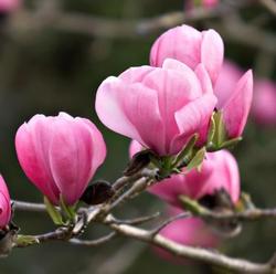 Magnolia 'Ann' — photo 2