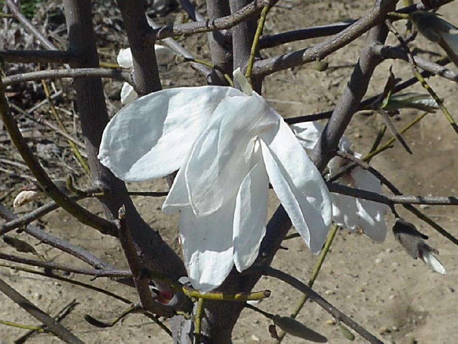 Magnolia x kobus 'Wada's Memory' — photo 1