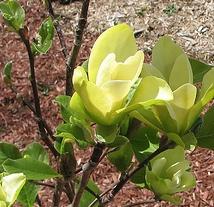 Magnolia x 'Yellow Bird' — photo 1