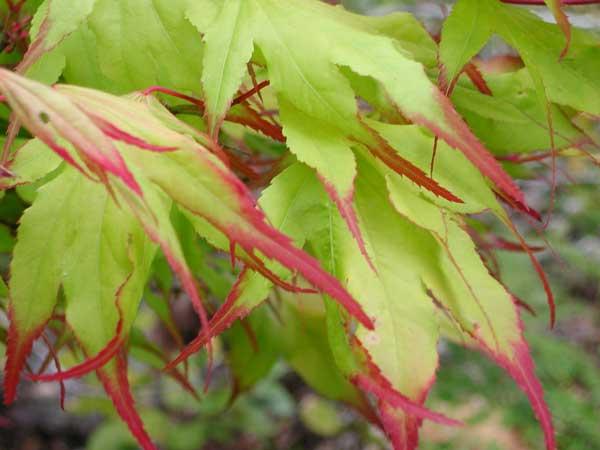 Acer palmatum 'Tsuma Gaki'