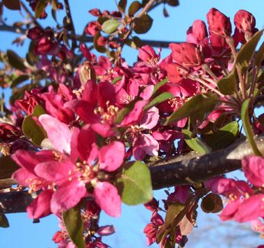 Malus 'Profusion'