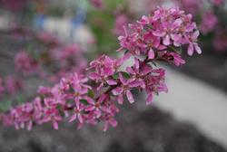 Malus 'Purple Prince' — photo 1