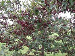 Malus 'Purple Prince' — photo 2