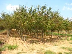Malus 'Robinson' — photo 2