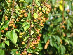Malus Donald Wyman — photo 1