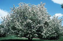 Malus Donald Wyman — photo 2