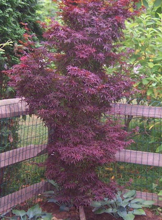 Acer palmatum 'Twombly's Red Sentinel' — photo 1