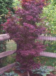 Acer palmatum 'Twombly's Red Sentinel' — photo 1