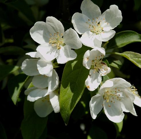 Malus 'Lancelot' — photo 1