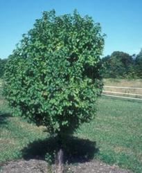 Malus 'Lancelot' — photo 2
