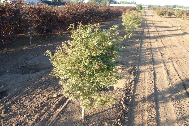 Acer palmatum 'Ukigumo' — photo 1
