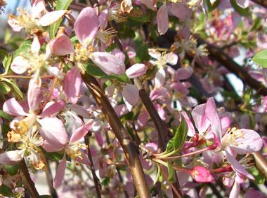 Malus 'Louisa'