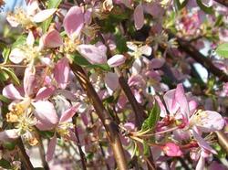 Malus 'Louisa' — photo 1