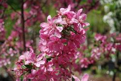 Malus 'Prairiefire' — photo 1