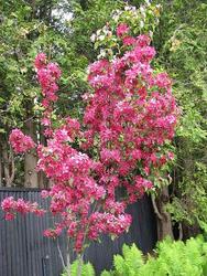 Malus Red Baron — photo 1