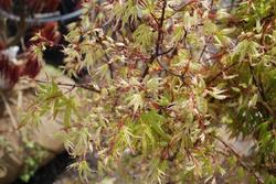 Acer palmatum 'Ukigumo' — photo 2