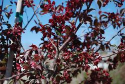 Malus Royalty — photo 1