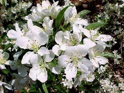 Malus sargentii — photo 1