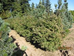 Acer palmatum 'Ukigumo' — photo 3