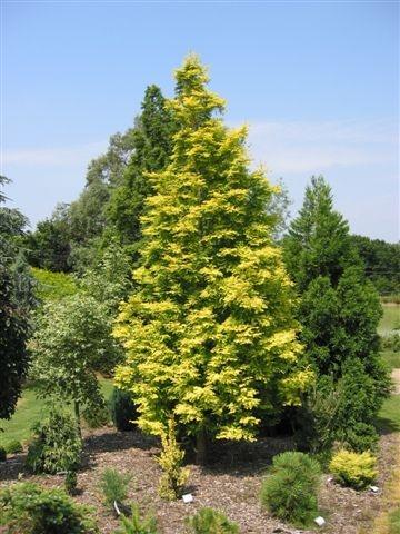 Metasequoia glyptostroboides 'Gold Rush'