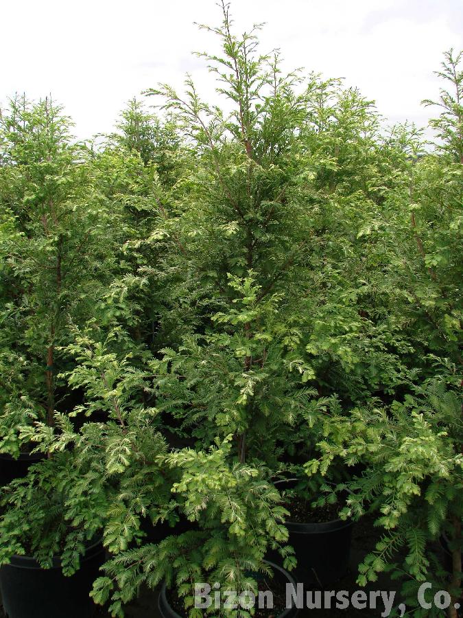 Metasequoia glyptostroboides Jack Frost