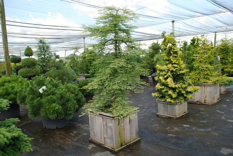 Metasequoia glyptostroboides Miss Grace