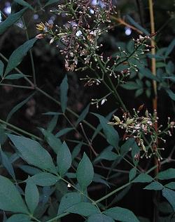 Nandina domestica Plum Passion — photo 1
