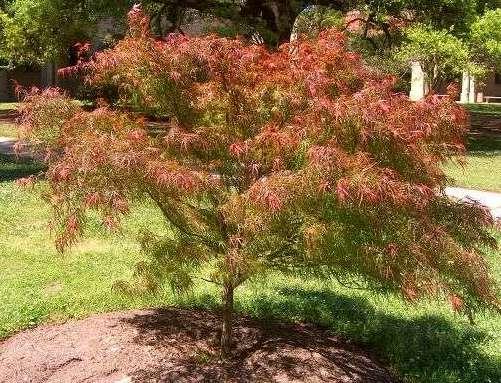 Acer palmatum 'Villa Taranto' — photo 1