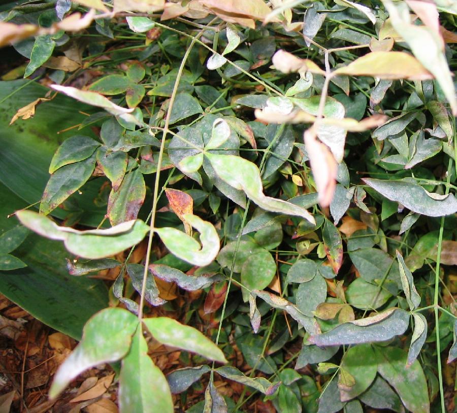 Nandina x Domestica Harbour Dwarf — photo 1