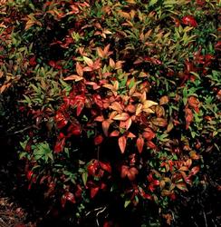 Nandina domestica 'Nana Purpurea' — photo 1