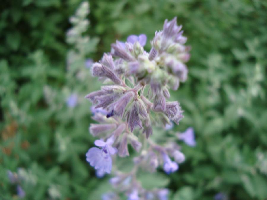 Nepeta x faassenii 'Walkers Low'