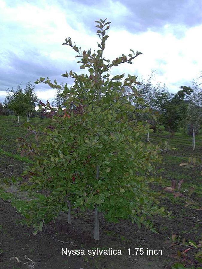 Nyssa sylvatica — photo 1