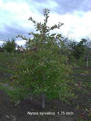 Nyssa sylvatica — photo 1