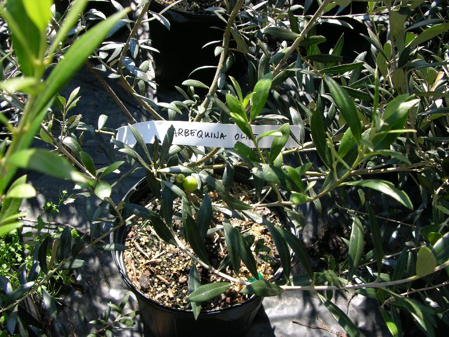 Olive Arbequina
