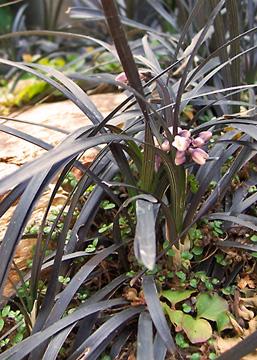 Ophiopogon planiscapus Ebony Knight