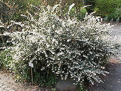 Osmanthus delavayi — photo 1