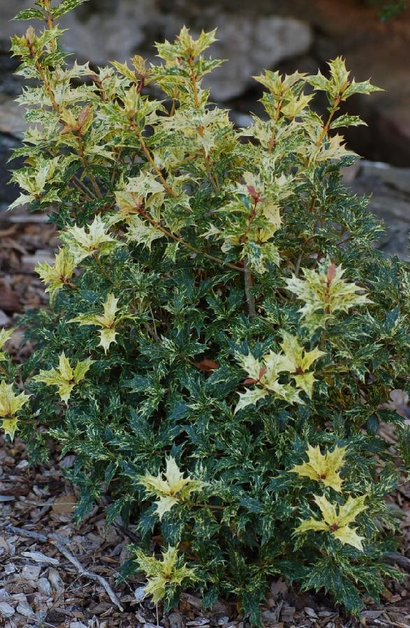 Osmanthus heterophyllus Goshiki