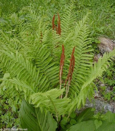 Osmunda 'cinnamomea'