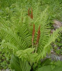 Osmunda 'cinnamomea' — photo 1