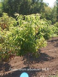 Oxydendrum arboreum — photo 2