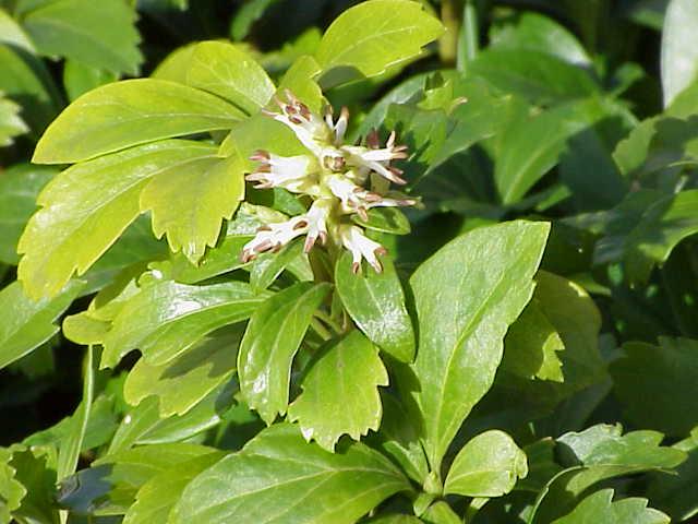 Pachysandra terminalis 'Silver Edge'