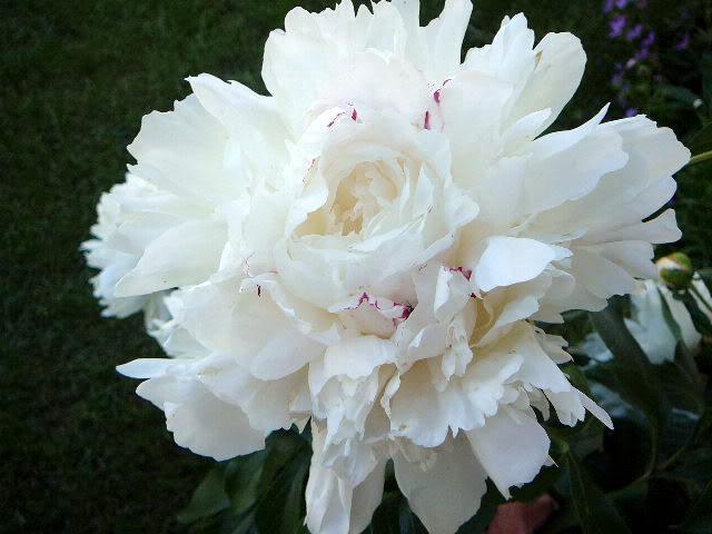 Paeonia emodi Festiva Maxima