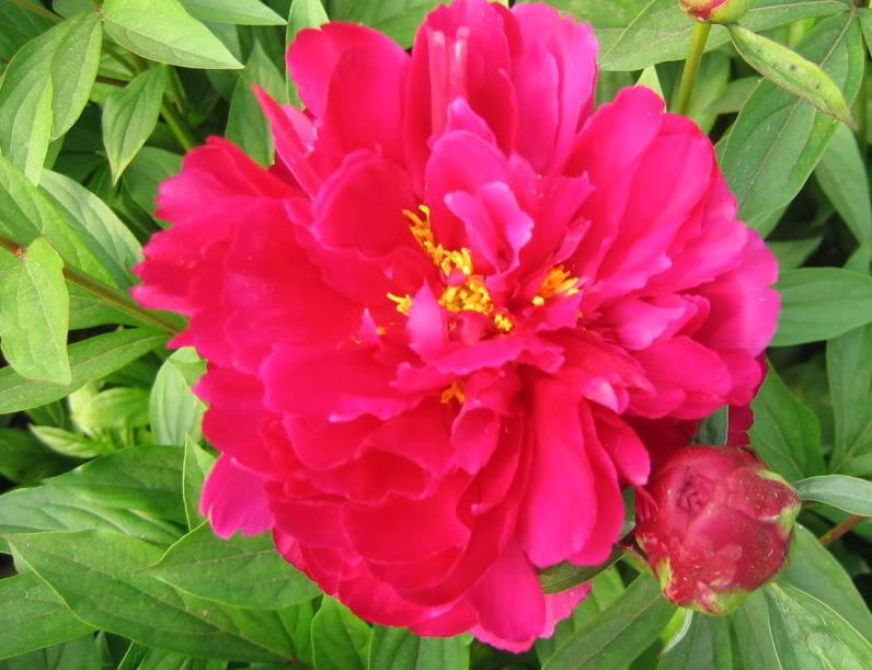 Paeonia lactiflora 'Karl Rosenfield'