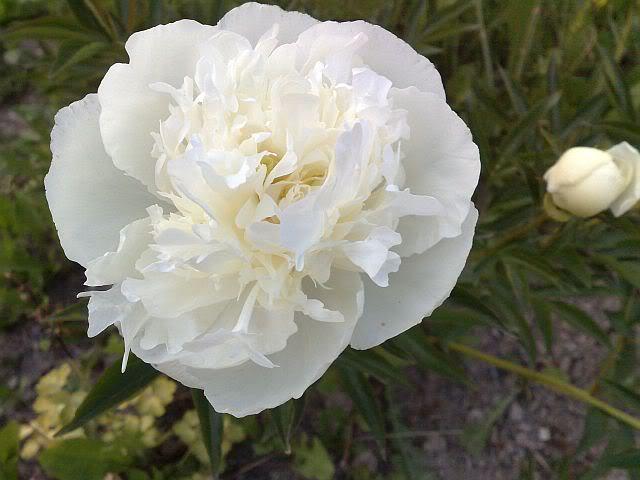 Paeonia lactiflora 'Duchesse de Nemours'