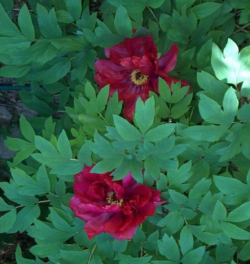 Paeonia suff. 'Taiyo'