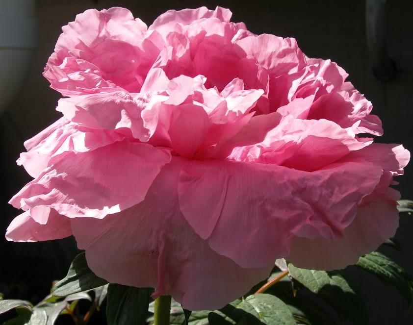Paeonia suffruticosa 'Floral Rivalry'